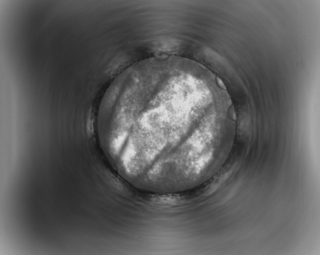 X0000096220282200802151528