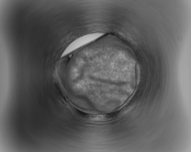 X0000096220288200802151528