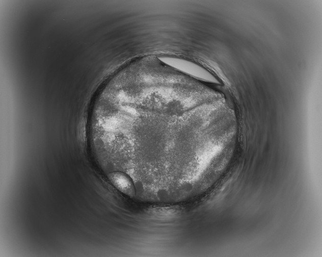 X0000096220299200802151528