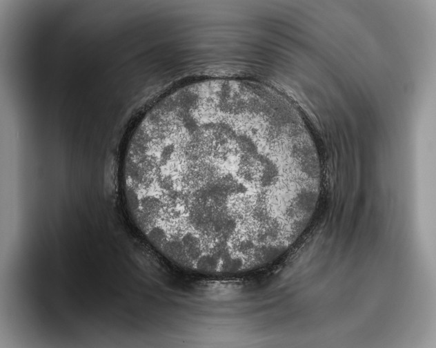 X0000096220303200802151527