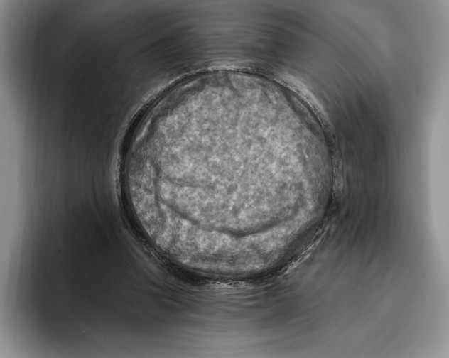 X0000096220346200802151527