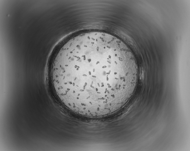 X0000096220388200802151526