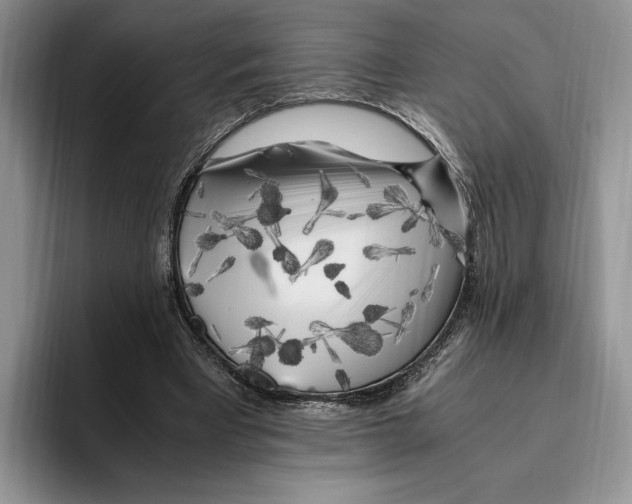 X0000096220393200802151526