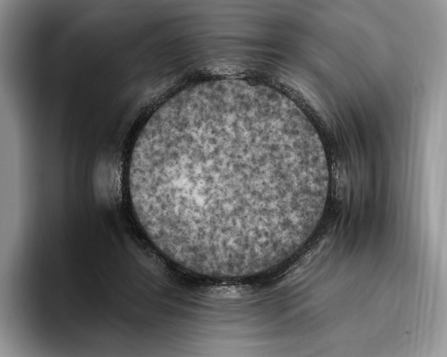 X0000096220404200802151526