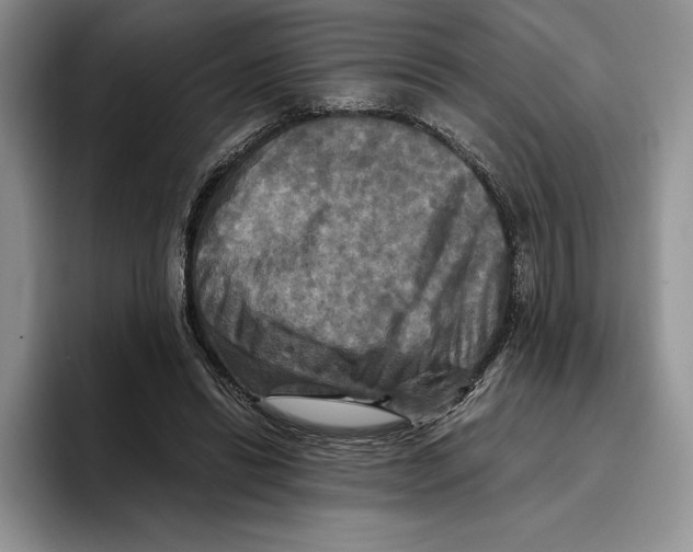 X0000096220446200802151525