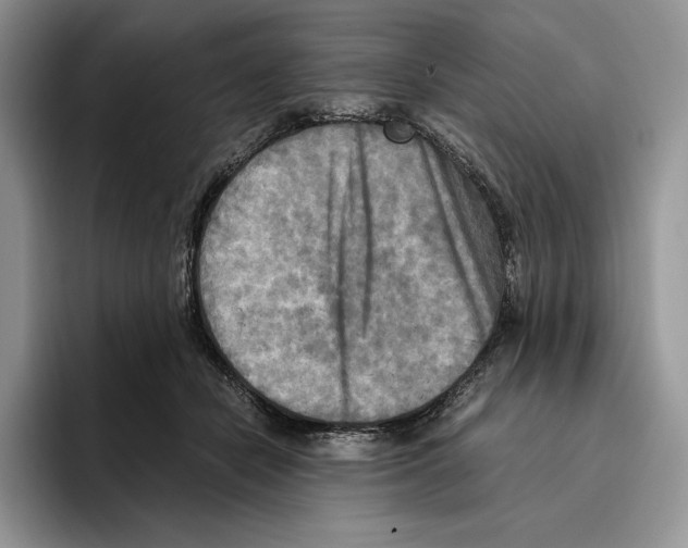 X0000096220462200802151526