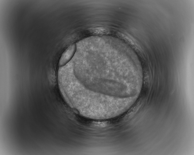 X0000096220469200802151526