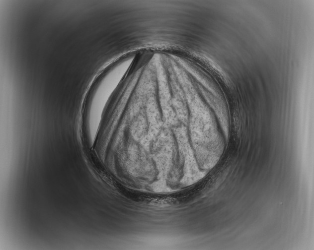 X0000096220488200802151525