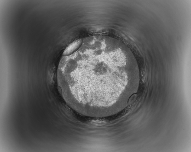 X0000096220515200802151525