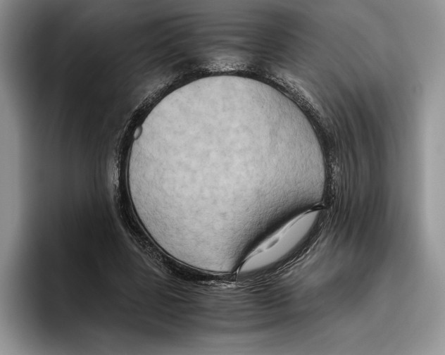 X0000096220539200802151524