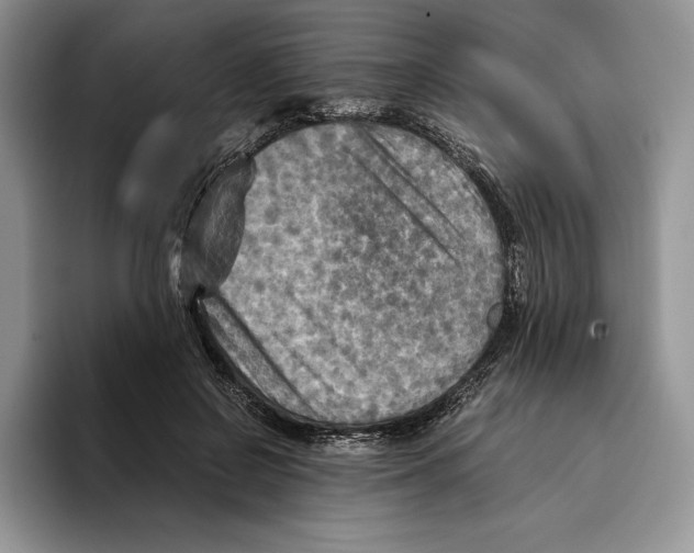 X0000096220550200802151524