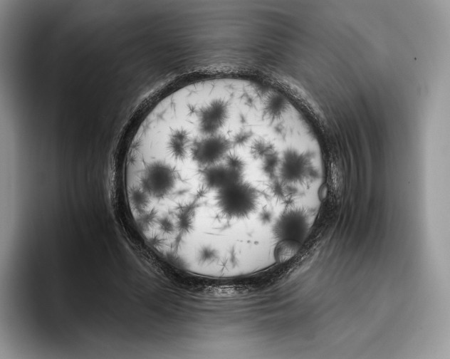 X0000096220588200802151524