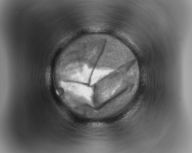 X0000096220590200802151524