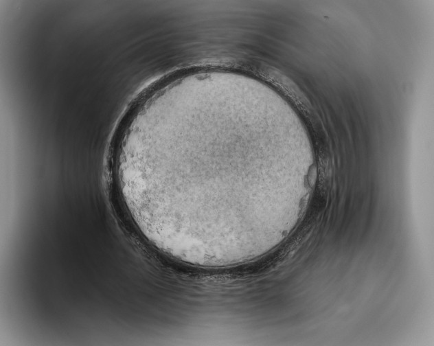 X0000096220628200802151523