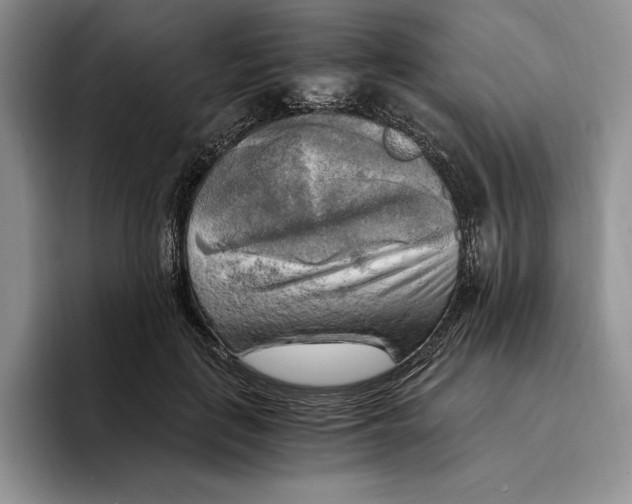 X0000096220651200802151523