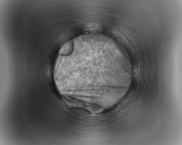 X0000096220662200802151523