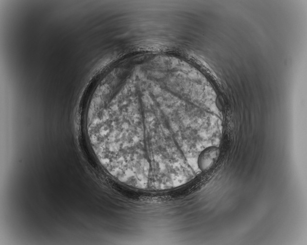 X0000096220679200802151522