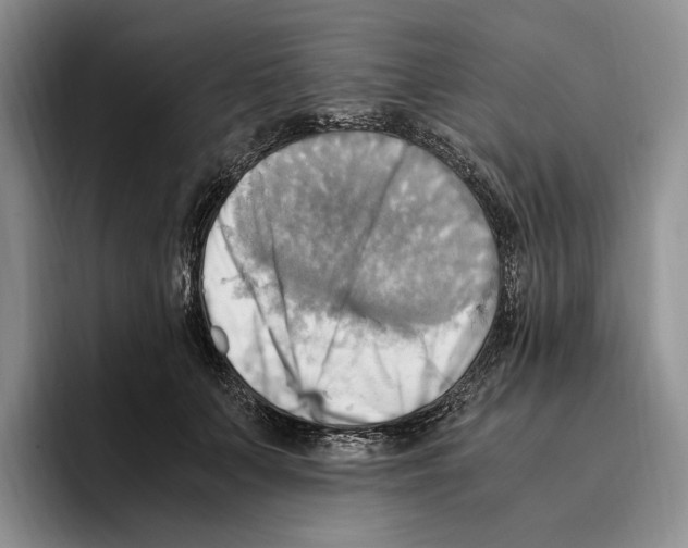 X0000096220703200802151522