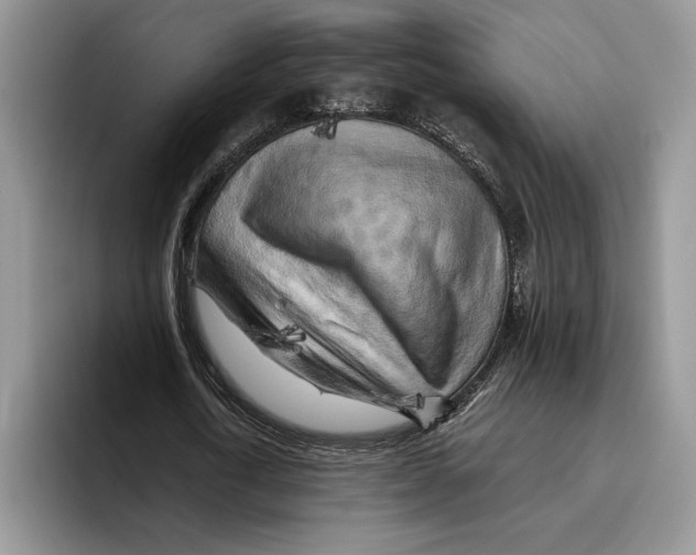 X0000096220722200802151521