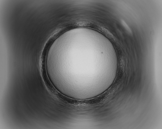 X0000096220730200802151521