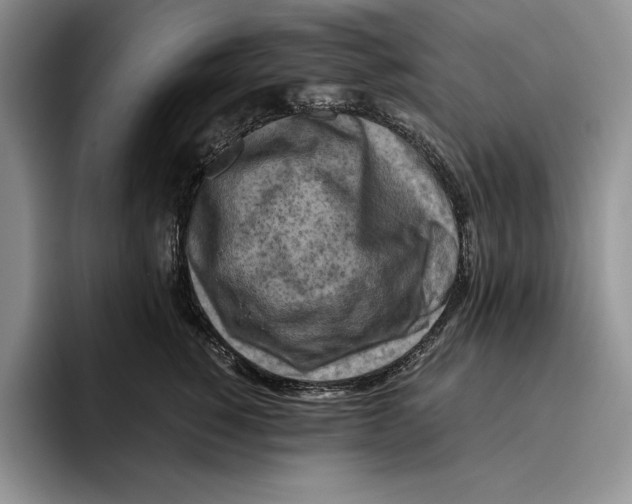 X0000096220760200802151522