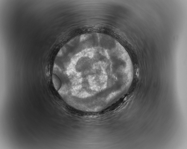 X0000096220771200802151521