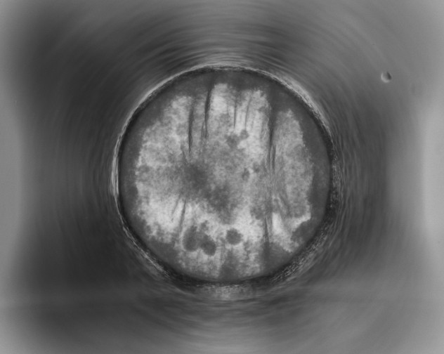 X0000096220791200802151521