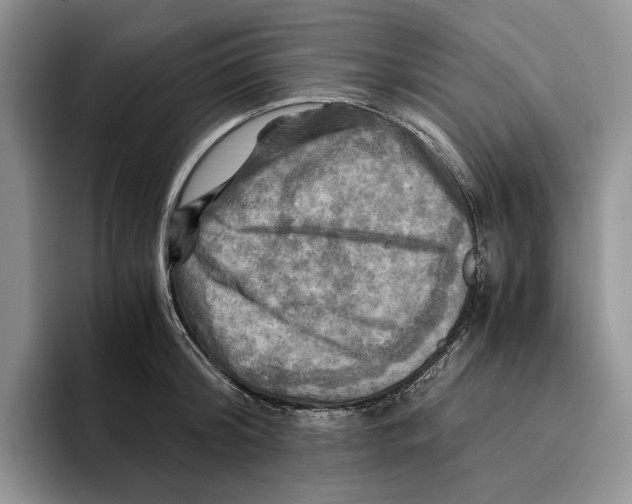 X0000096220804200802151521