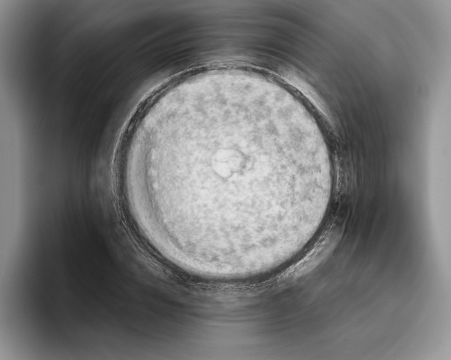 X0000096220832200802151520