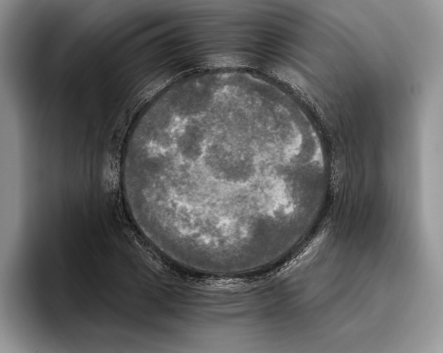 X0000096220833200802151520