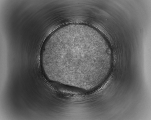 X0000096220834200802151520