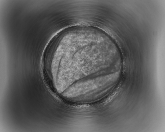 X0000096220838200802151520