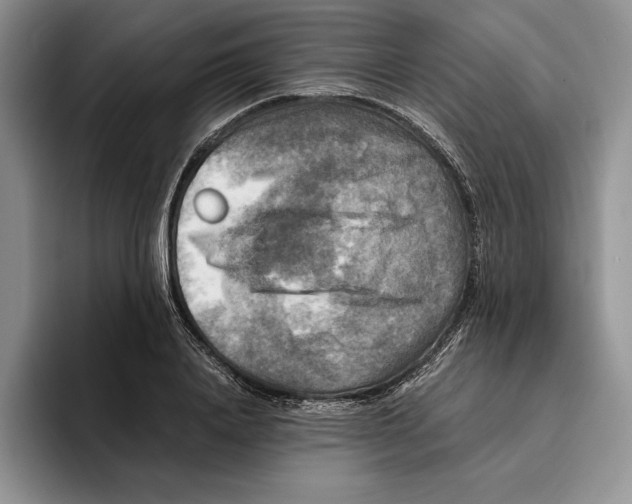 X0000096220840200802151520