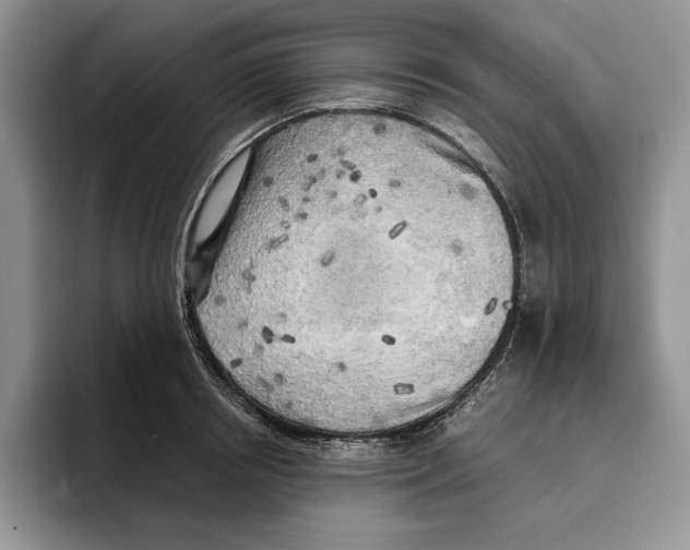 X0000096220850200802151520
