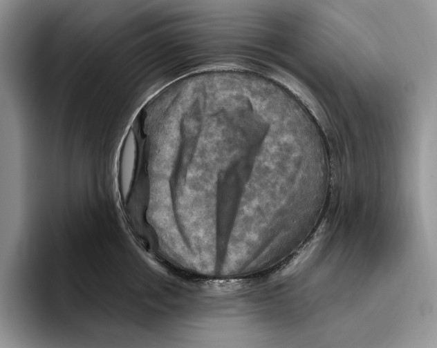 X0000096220858200802151521