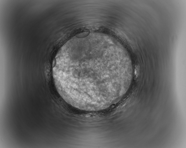 X0000096220867200802151520