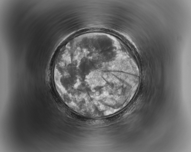 X0000096220879200802151520