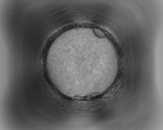 X0000096220919200802151519