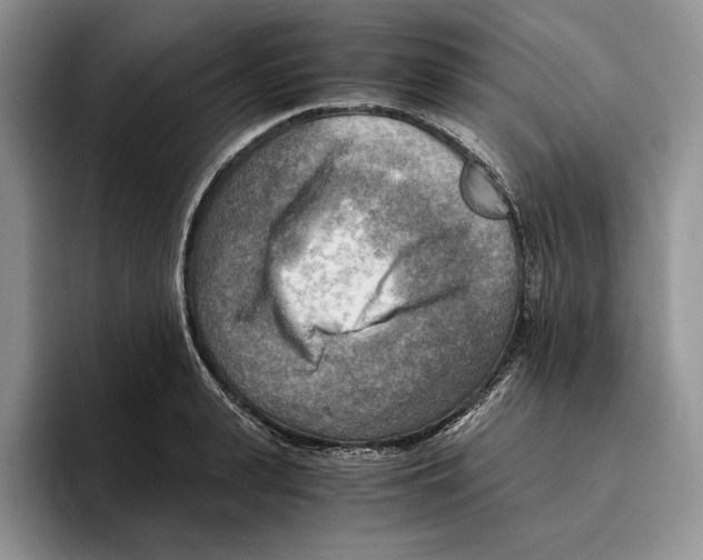 X0000096220943200802151519