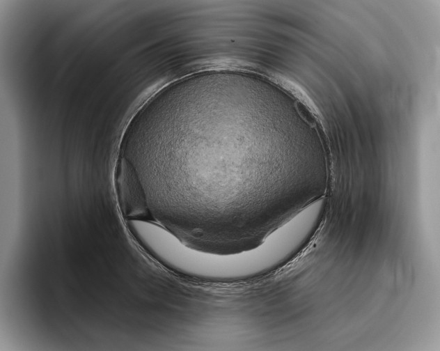 X0000096220946200802151519