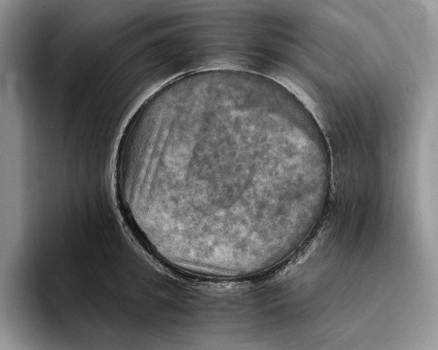 X0000096220949200802151519