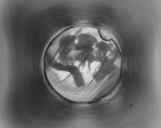 X0000096220957200802151519