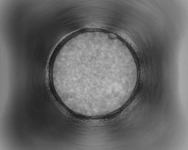 X0000096220976200802151519