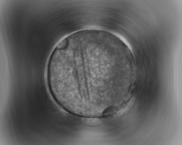 X0000096221007200802151518