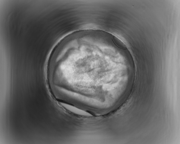 X0000096221008200802151518