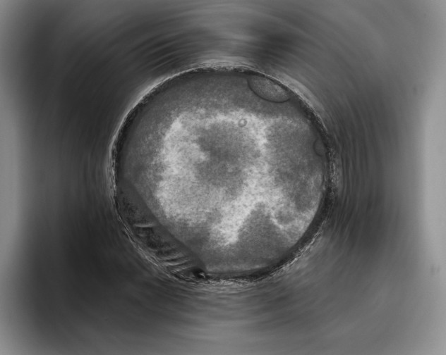 X0000096221022200802151518