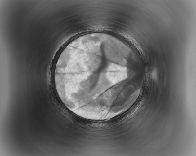 X0000096221023200802151518