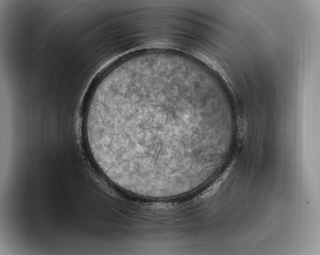 X0000096221029200802151518