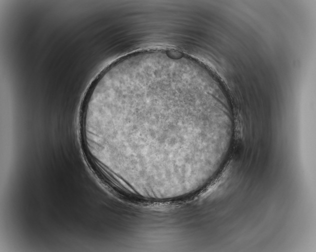 X0000096221038200802151518