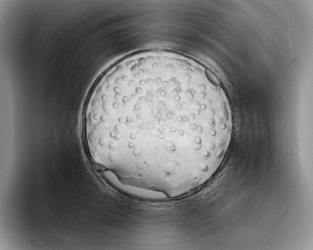 X0000096221044200802151518